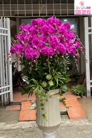 Lan Hồ Điệp Hồng Fuchsia Rực Rỡ Vượng Khí Thịnh Vượng