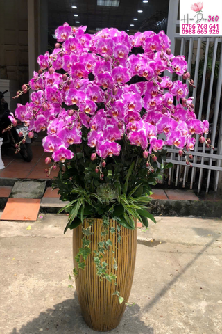 Lan Hồ Điệp Hồng Viền Trắng Rực Rỡ Vượng Phát