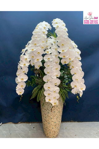 Lan Hồ Điệp Trắng Thác Đổ Thanh Khiết Sang Trọng