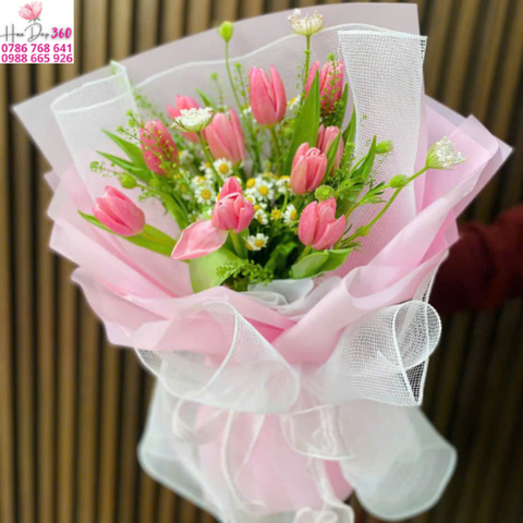 Tulip Hồng Nắng Sớm