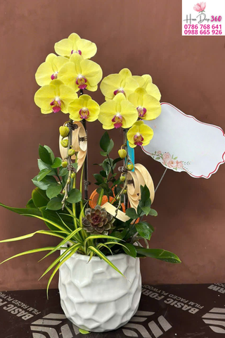 Lan Hồ Điệp Vàng Thanh Nhã