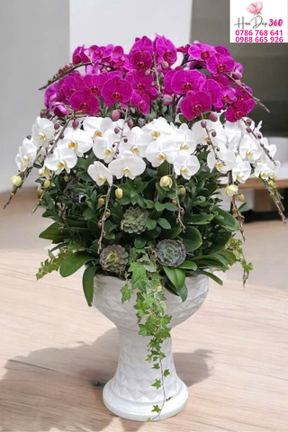 Lan Hồ Điệp Tím Trắng Song Sắc Thanh Nhã Thịnh Vượng