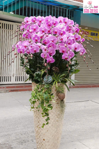 Lan Hồ Điệp Hồng Phấn Thác Rủ Dịu Dàng Phú Quý