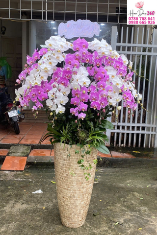 Lan Hồ Điệp Trắng Hồng Xen Kẽ Thác Đổ Phú Quý