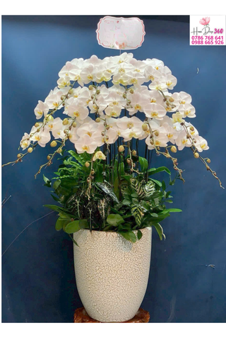 Lan Hồ Điệp Trắng Thác Đổ Thanh Khiết – Vẻ Đẹp Thuần Khiết & Sang Trọng