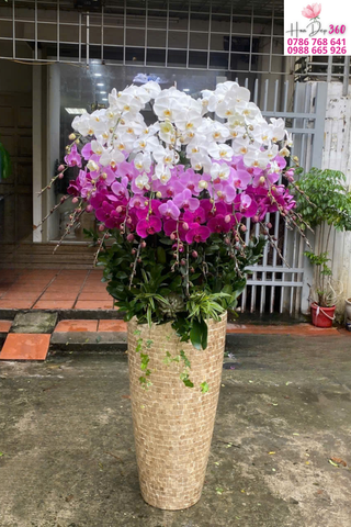 Lan Hồ Điệp Trắng Hồng Song Sắc – Phồn Vinh & Thịnh Vượng