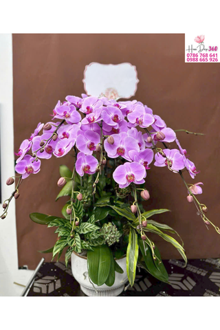 Lan Hồ Điệp Hồng Tím Dịu Dàng – Thanh Lịch & An Nhiên