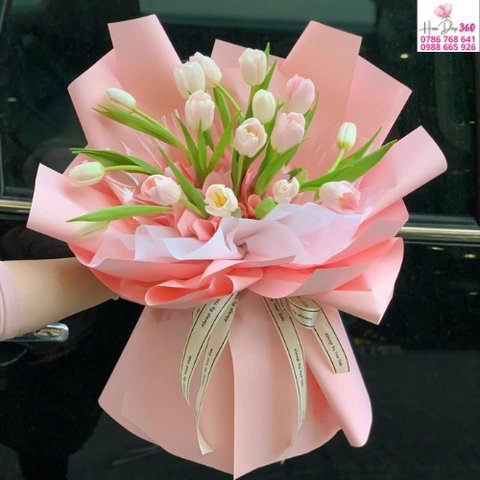 Tulip Hồng Dịu Mịn