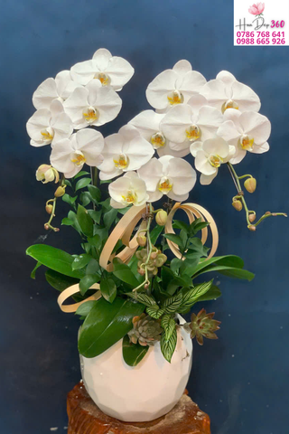 Lan Hồ Điệp Trắng Tinh Khôi