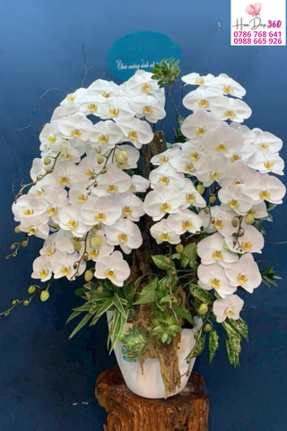 Lan Hồ Điệp Trắng Thanh Khiết – Vẻ Đẹp Thuần Khiết & Sang Trọng