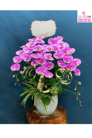 Lan Hồ Điệp Hồng Phú Quý