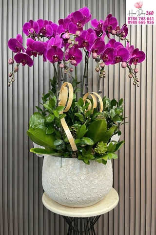 Chậu Lan Hồ Điệp Tím Đậm Sang Trọng