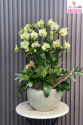 Chậu Lan Hồ Điệp Vàng Nhạt Phối Tiểu Cảnh Nghệ Thuật