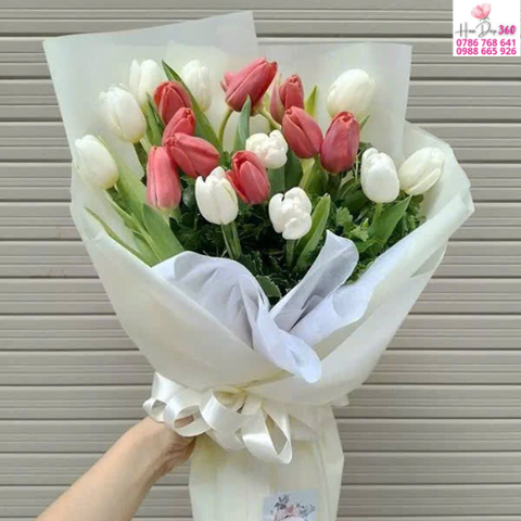 Tulip Đỏ – Trắng Thanh Nhã