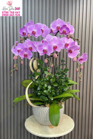 Chậu Lan Hồ Điệp Hồng Lavender Dáng Vòm Thanh Lịch