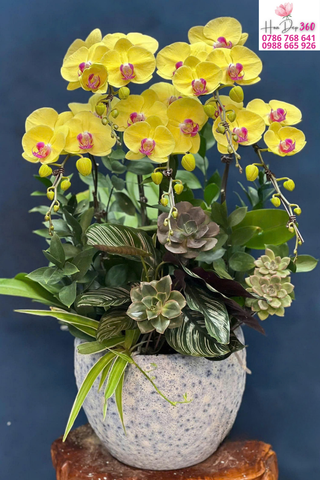 Chậu Lan Hồ Điệp Vàng Tươi Phối Tiểu Cảnh Cao Cấp