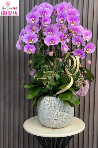 Chậu Lan Hồ Điệp Tím Hồng Phối Tiểu Cảnh Cao Cấp