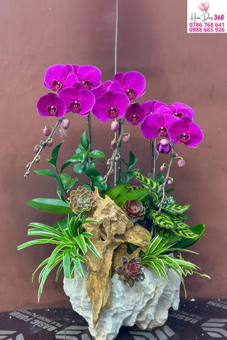 Chậu Lan Hồ Điệp Tím Đậm Phối Gỗ Lũa Nghệ Thuật
