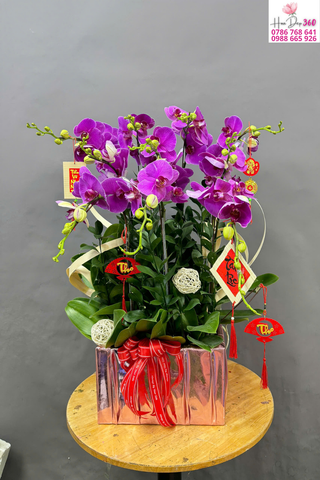 Chậu Lan Hồ Điệp Tím Phú Quý Phối Phụ Kiện Tết