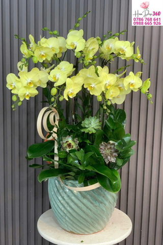 Chậu Lan Hồ Điệp Vàng Thanh Lộc Phối Sen Đá