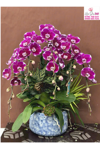 Chậu Lan Hồ Điệp Tím Viền Trắng Sang Trọng