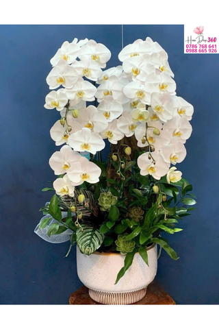 Chậu Lan Hồ Điệp Trắng Thanh Khiết Phối Tiểu Cảnh Nghệ Thuật