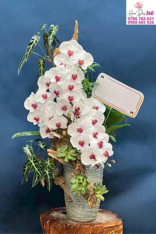 Chậu Lan Hồ Điệp Trắng Họng Hồng Phối Gỗ Lũa Dáng Thác