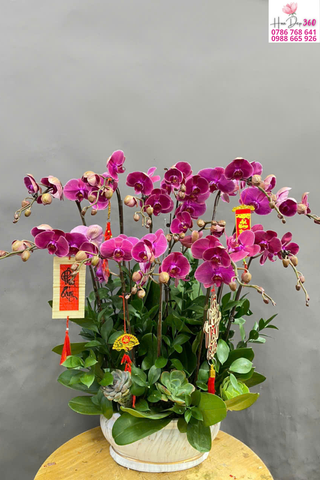 Chậu Lan Hồ Điệp Tím Phú Quý Trang Trí Tết