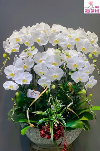 Chậu Lan Hồ Điệp Trắng Thanh Cao Phú Quý