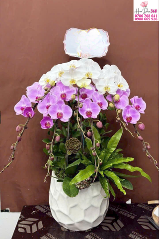 Chậu Lan Hồ Điệp Phối Trắng – Tím Sang Trọng