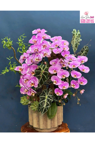 Chậu Lan Hồ Điệp Hồng Phối Đốm Nghệ Thuật