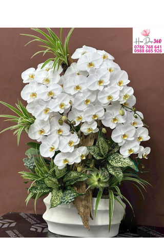 Chậu Lan Hồ Điệp Trắng Thanh Khiết Nghệ Thuật