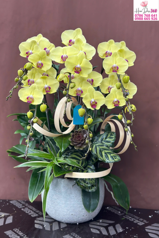 Lan Hồ Điệp Vàng Phát Lộc