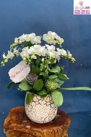 Lan Hồ Điệp Trắng Thanh Nhã