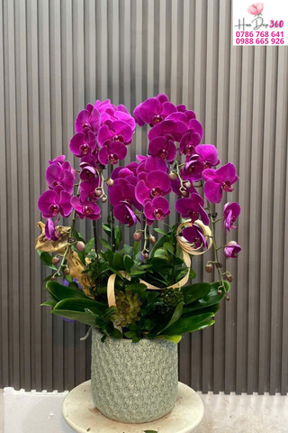 Lan Hồ Điệp Tím Phú Quý – Sang Trọng & Thịnh Vượng