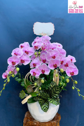 Lan Hồ Điệp Hồng Dịu Dáng Rủ Thanh Nhã