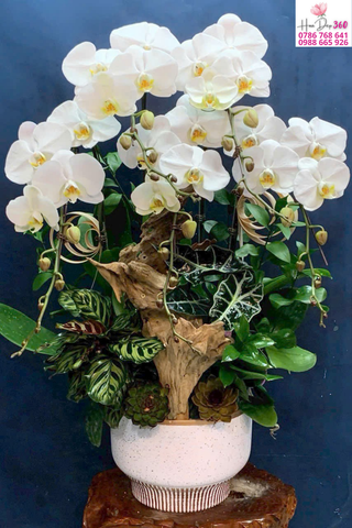 Lan Hồ Điệp Trắng Gỗ Lũa An Nhiên Phúc Lộc