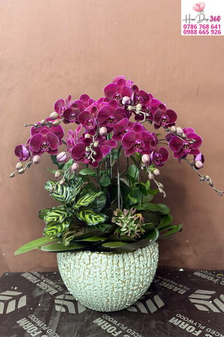 Lan Hồ Điệp Tím Thác Đổ Phú Quý An Khang