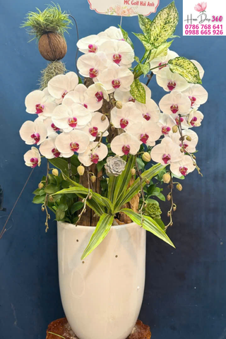 Lan Hồ Điệp Trắng Họng Hồng Gỗ Lũa Thanh Phú