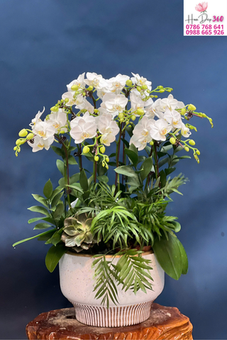 Lan Hồ Điệp Trắng Ngọc Rạng Rỡ