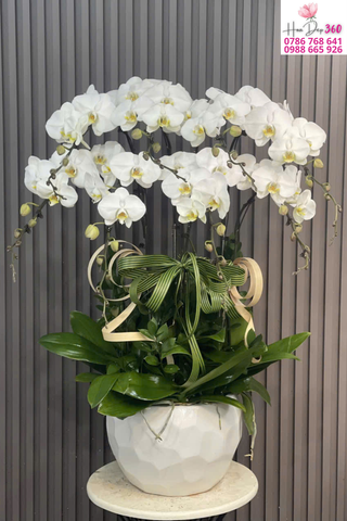 Chậu Lan Hồ Điệp Trắng Phú Quý Thanh Lịch