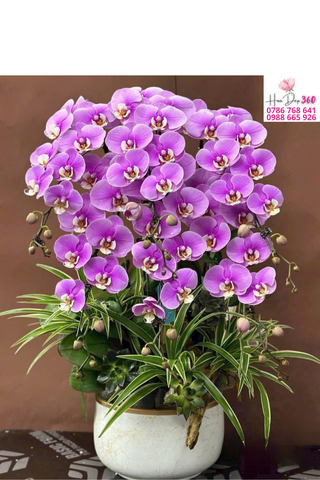 Chậu Lan Hồ Điệp Tím Viên Mãn Phú Quý