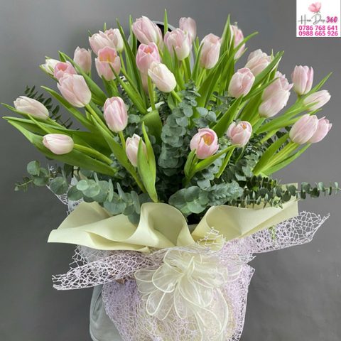 Tulip Hồng Pastel Thanh Nhẹ