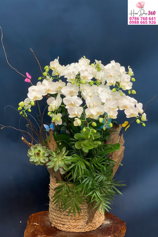 Chậu Lan Hồ Điệp Trắng Thanh Khiết An Nhiên