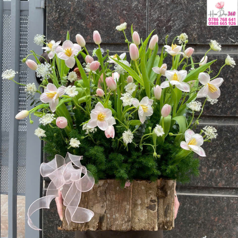 Tulip Hồng Phấn Tinh Khôi