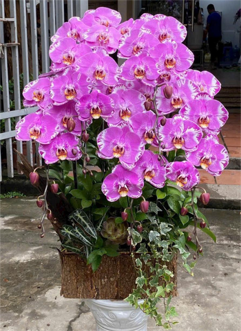 Lan Hồ Điệp Tím Hồng Phú Quý Vượng Tài