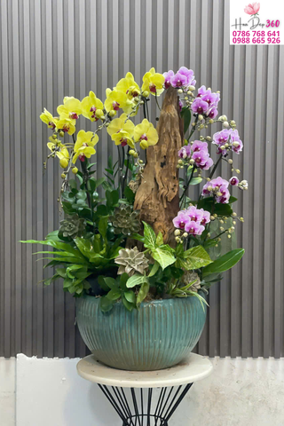 Lan Hồ Điệp Vàng Tím Nghệ Thuật