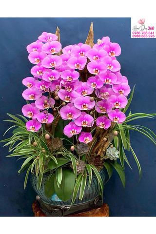 Lan Hồ Điệp Hồng Ngọc Phúc An