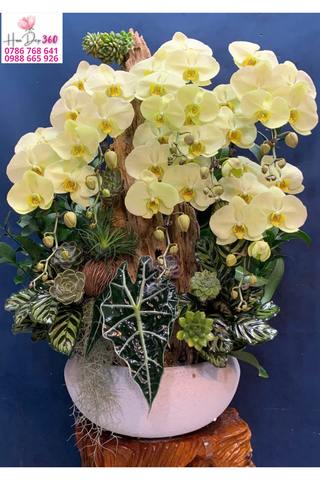 Lan Hồ Điệp Vàng Ngọc Thịnh Vượng