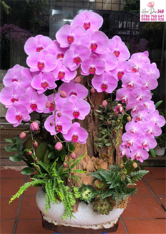 Lan Hồ Điệp Hồng Phúc Lộc Viên Mãn